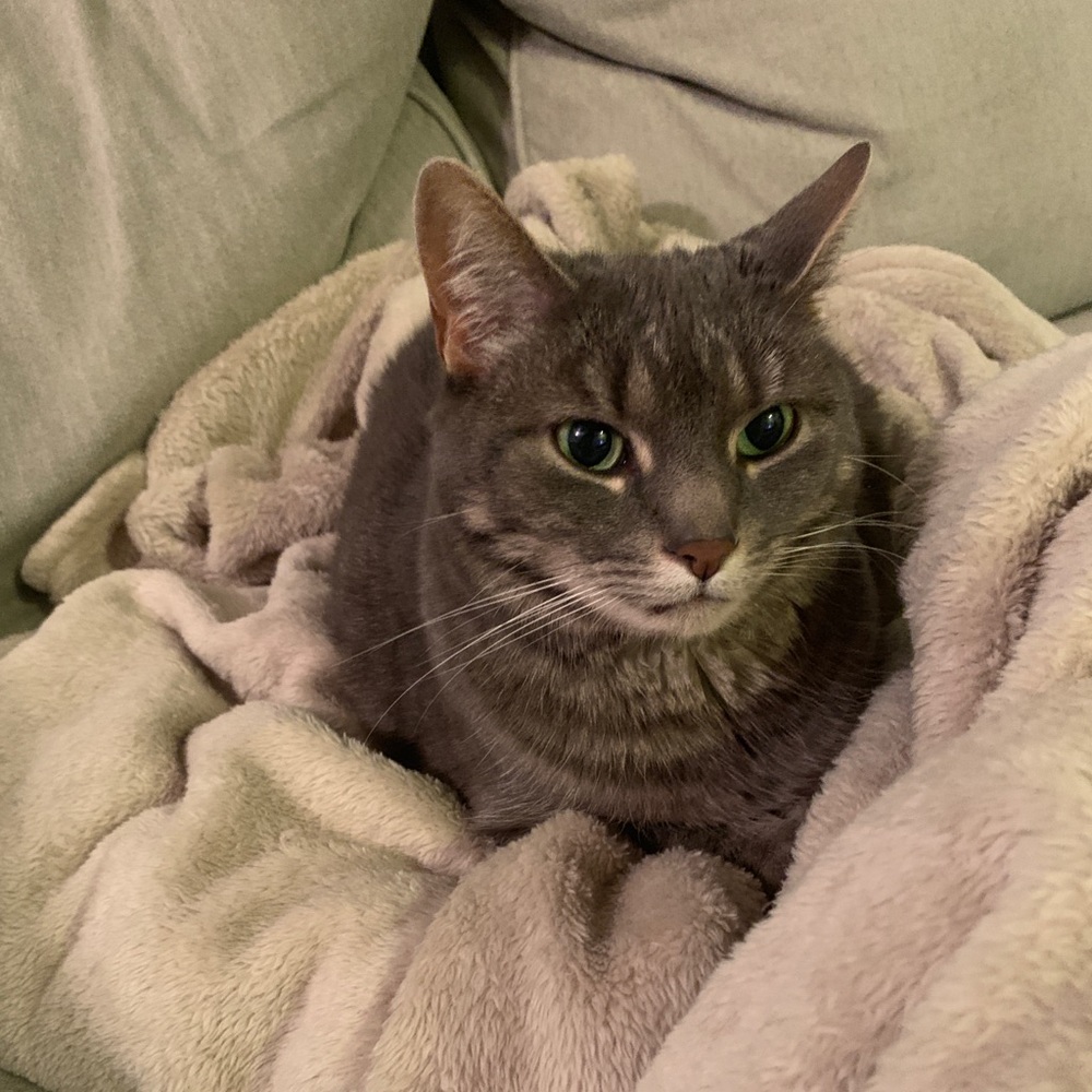 Meet your Posher, Rachel